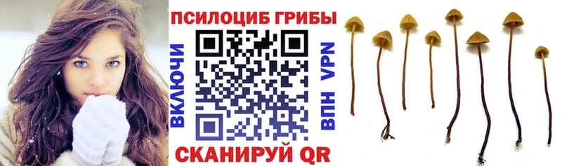 где продают наркотики  Губаха  Псилоцибиновые грибы прущие грибы 